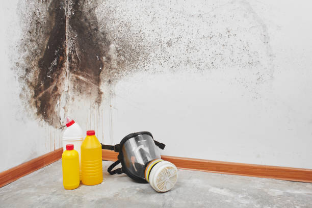 Best Emergency Mold Removal  in Triana, AL