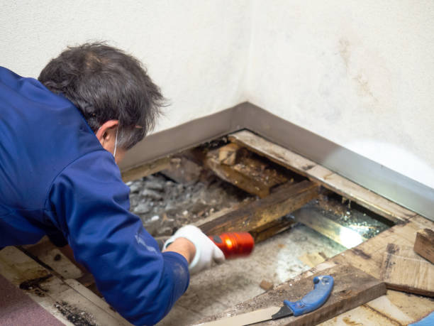 Best Office Mold Removal Services  in Triana, AL