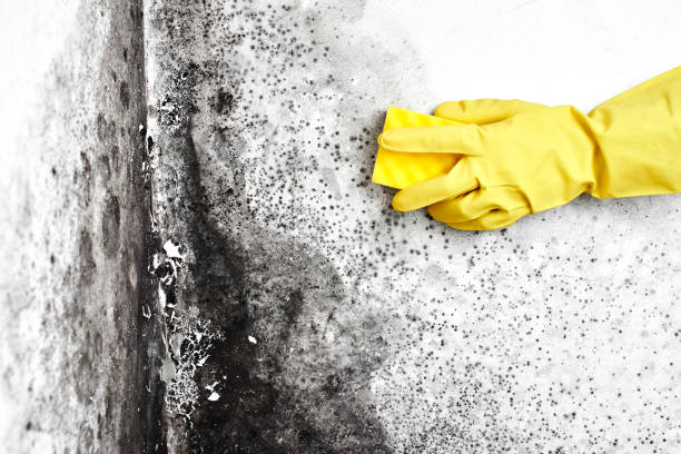 Best Mold Remediation Experts  in Triana, AL