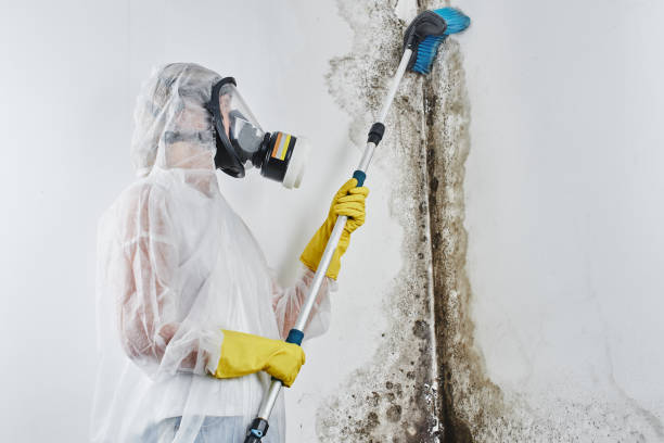 Best Certified Mold Removal  in Triana, AL