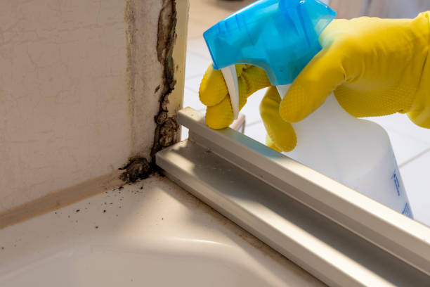 Best Fast Mold Removal  in Triana, AL
