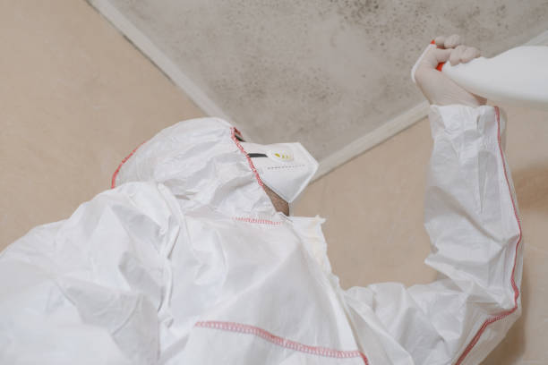 Mold Testing and Removal in Triana, AL