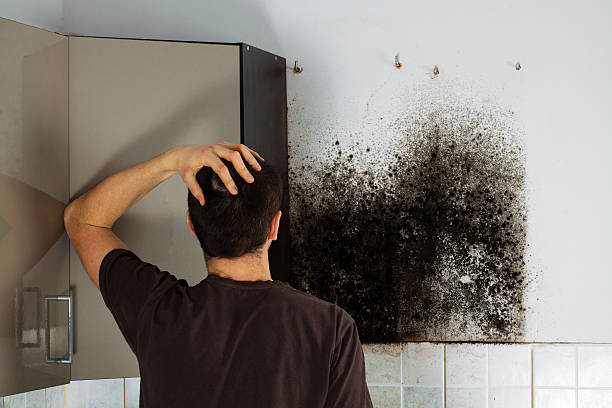 Best Mold Testing  in Triana, AL