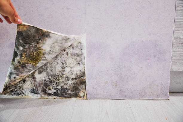 Best Same-Day Mold Removal  in Triana, AL